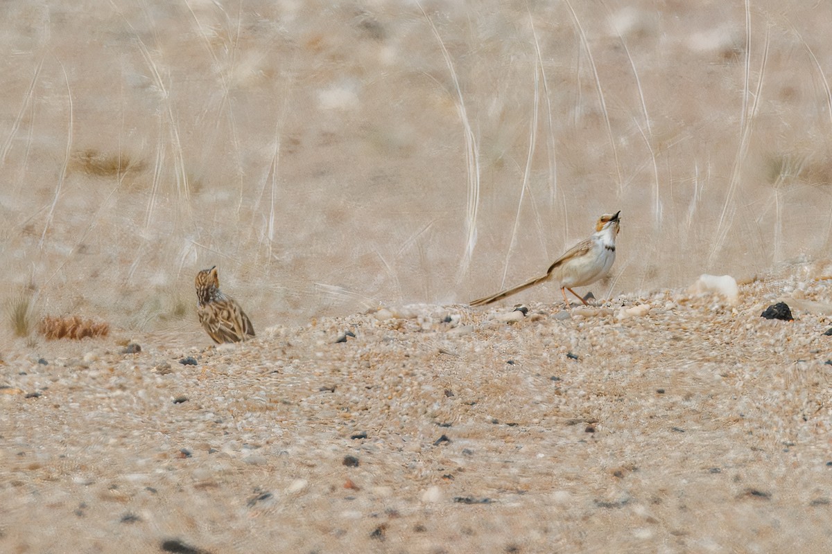 Rufous-eared Warbler - ML642266706