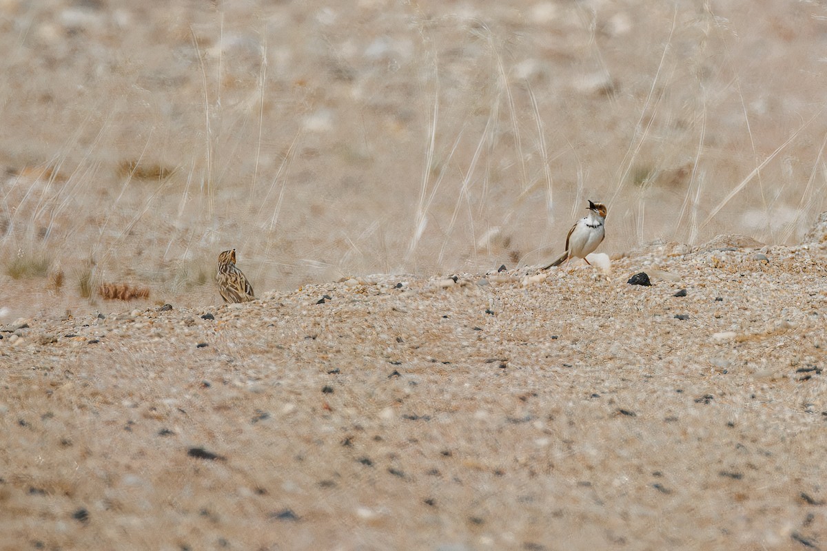 Rufous-eared Warbler - ML642266707