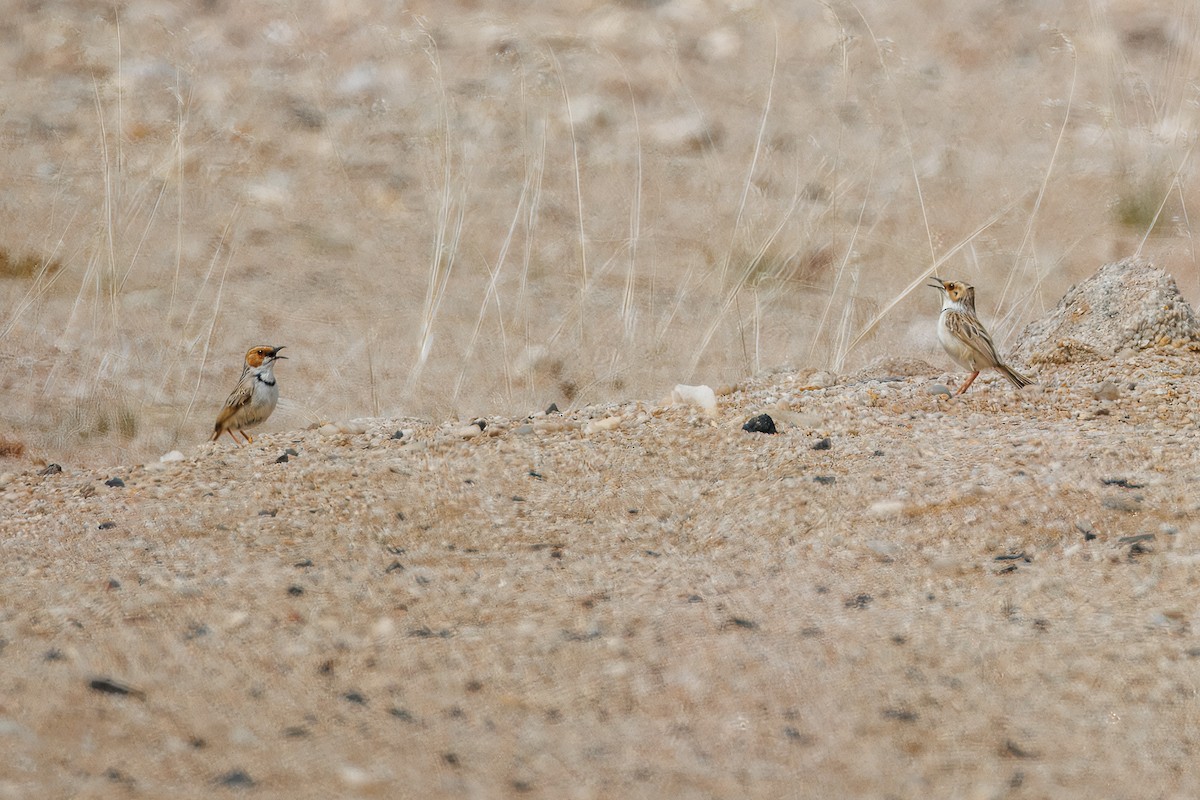 Rufous-eared Warbler - ML642266708