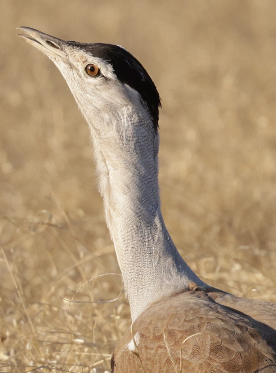 Australian Bustard - ML642266730