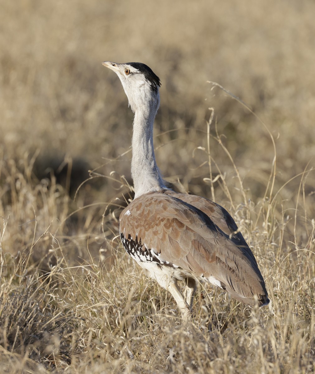 Australian Bustard - ML642266731