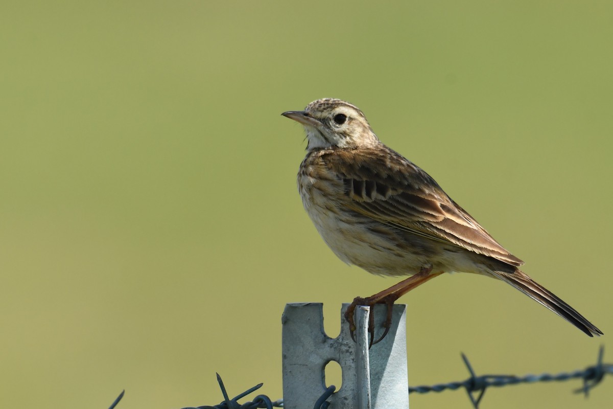 Australian Pipit - ML642266735