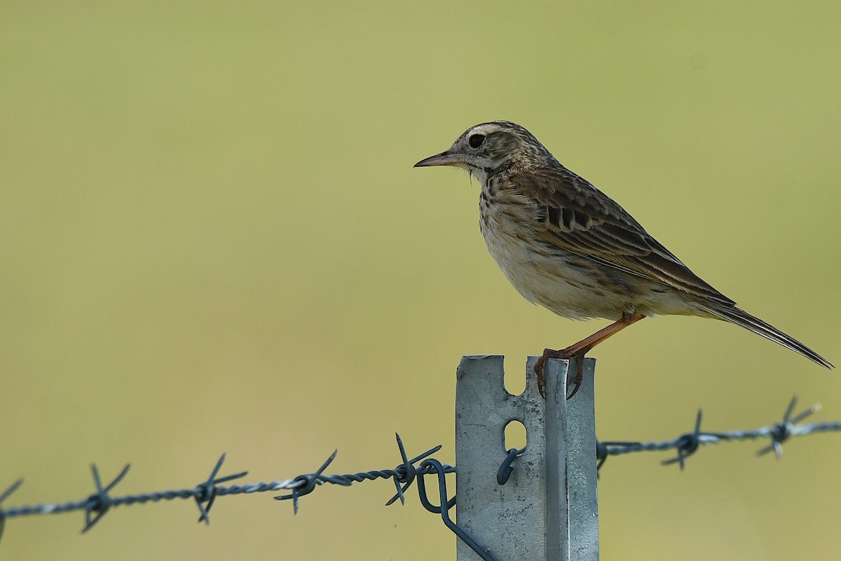 Australian Pipit - ML642266736