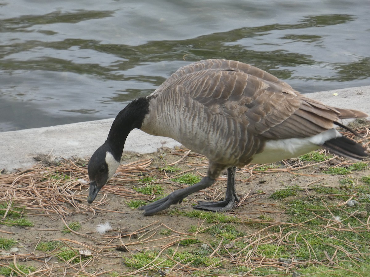 Cackling Goose (Richardson's) - ML642266738