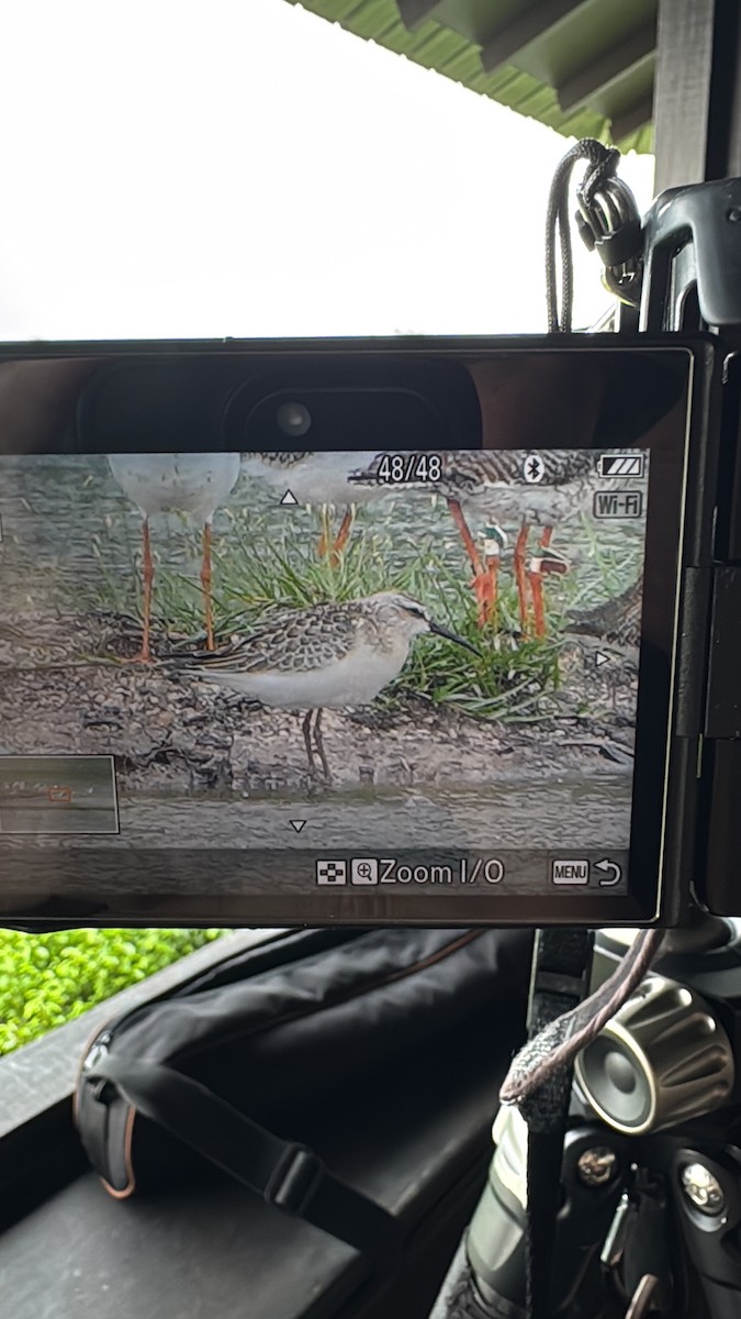 サルハマシギ - ML642266743