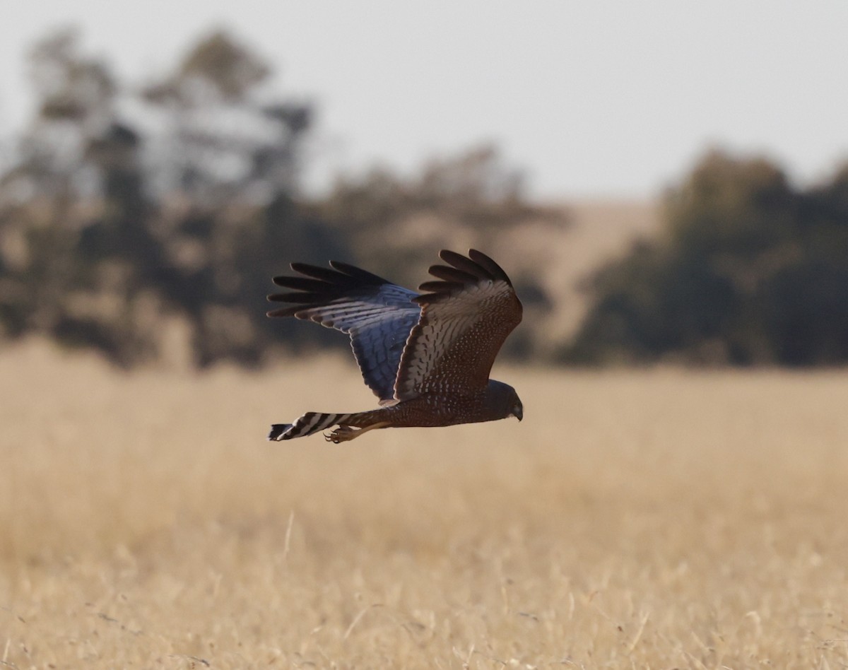 Spotted Harrier - ML642266745