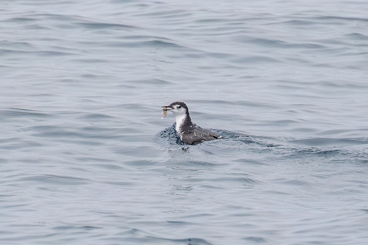 Mérgulo de Isla Guadalupe - ML642266809