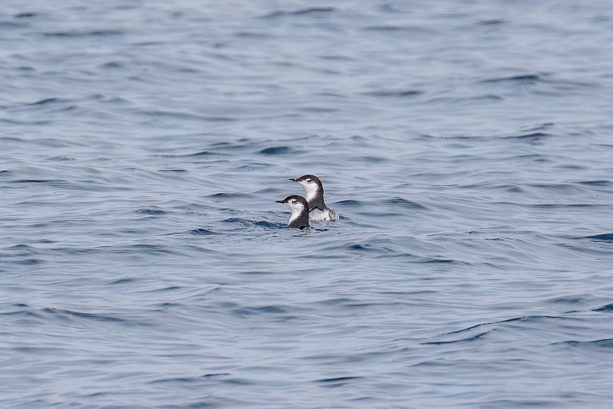 Mérgulo de Isla Guadalupe - ML642266811