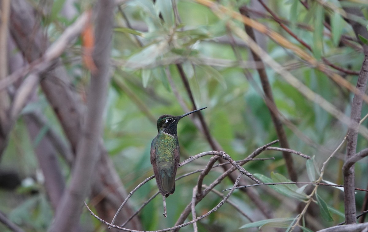 Rivoli's Hummingbird - ML642266813