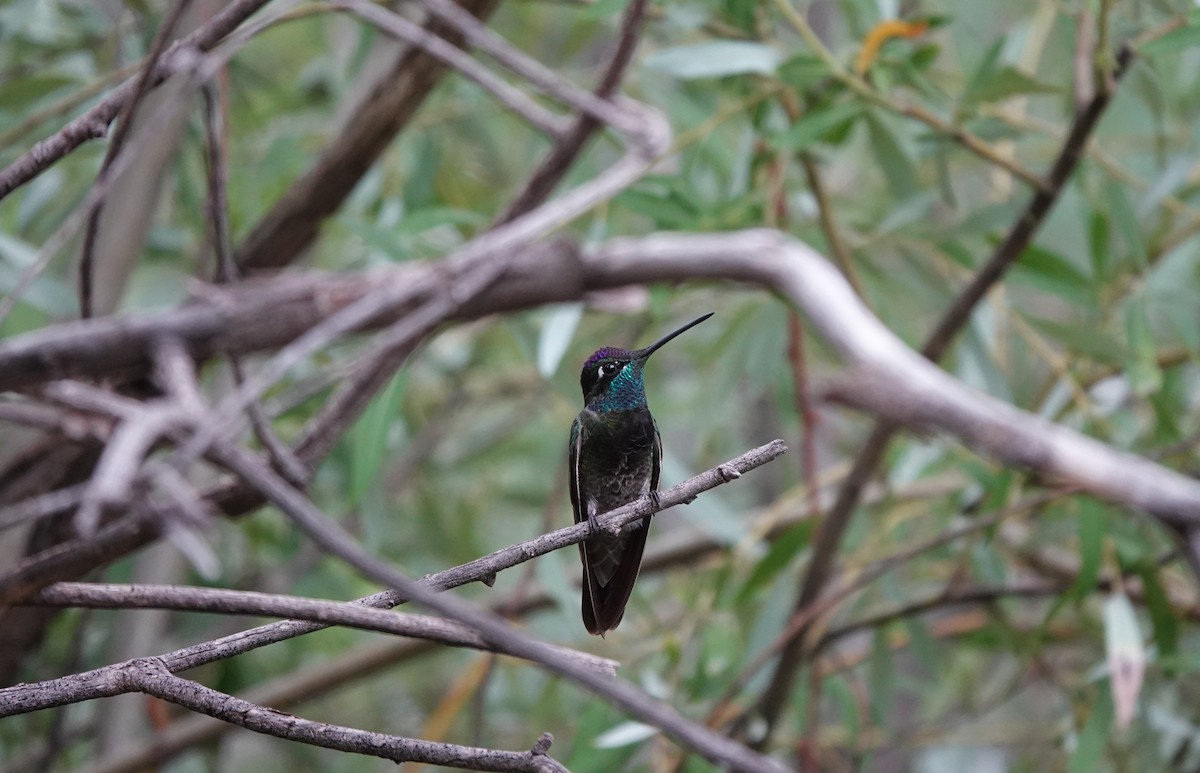 Rivoli's Hummingbird - ML642266815