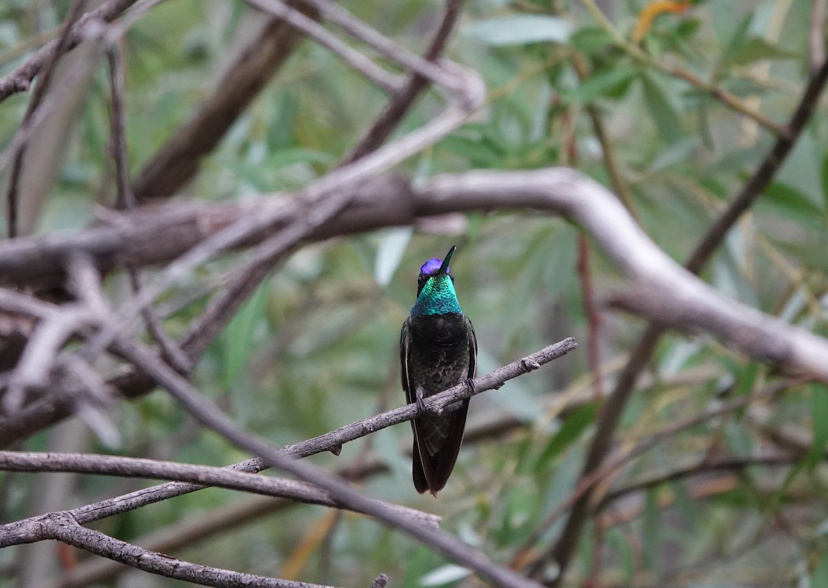 Rivoli's Hummingbird - ML642266817