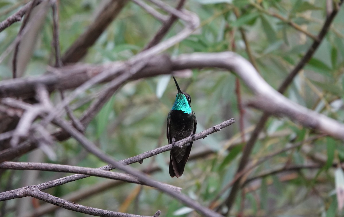 Rivoli's Hummingbird - ML642266819