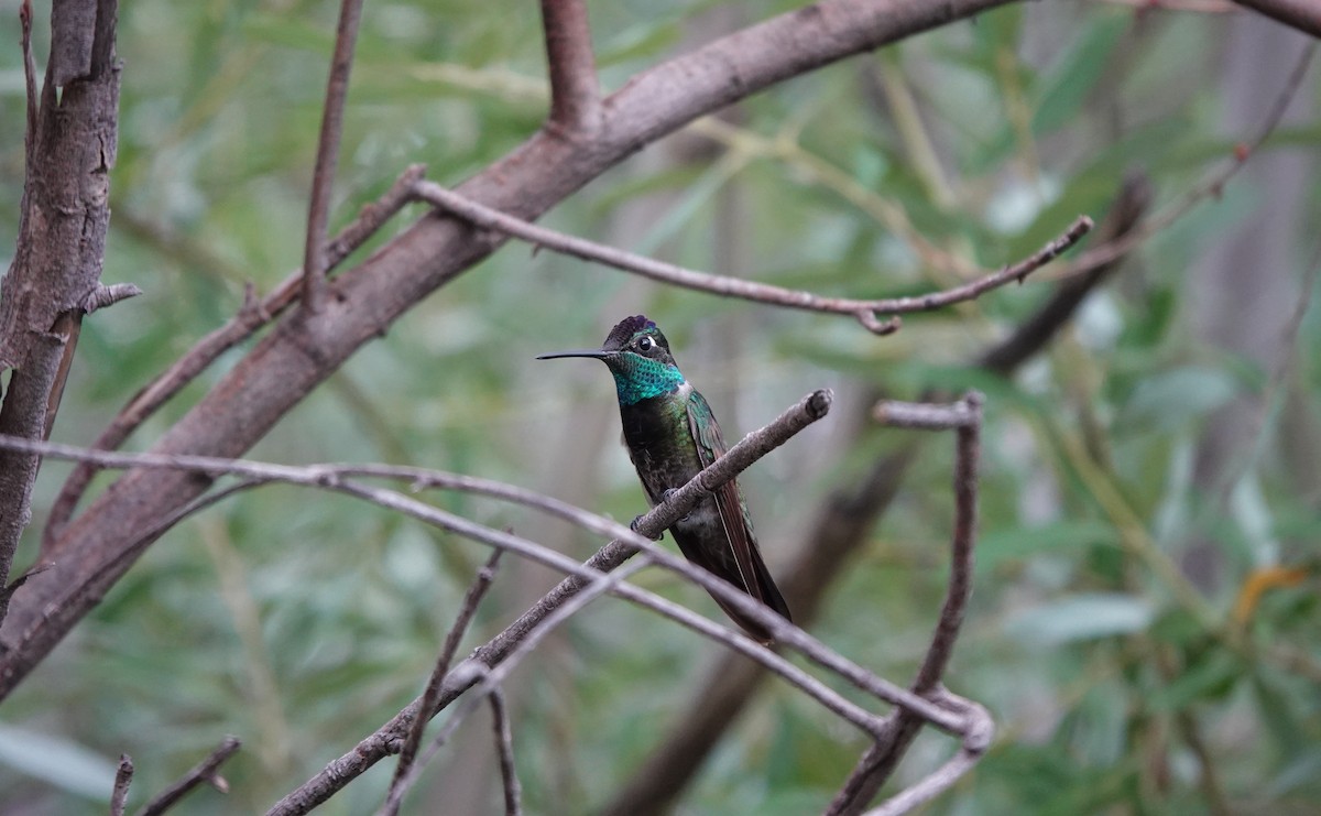 Rivoli's Hummingbird - ML642266820