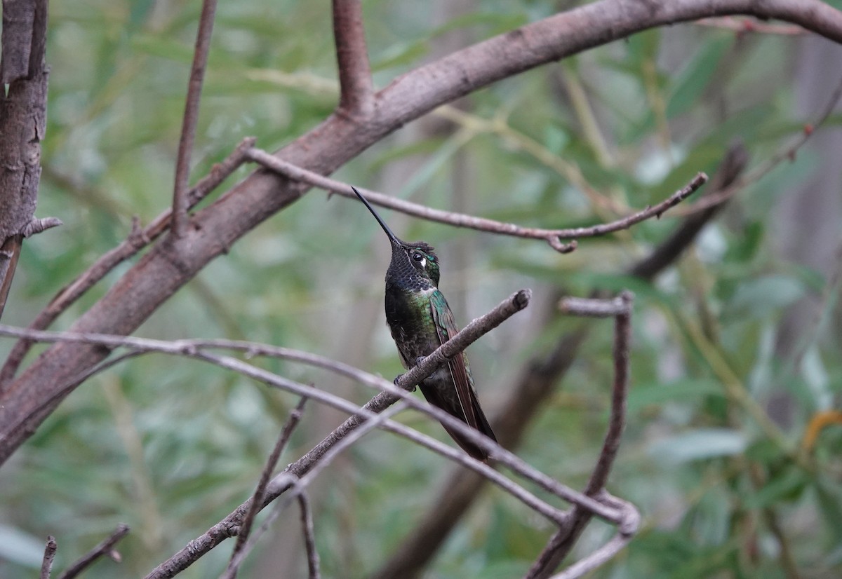 Rivoli's Hummingbird - ML642266821