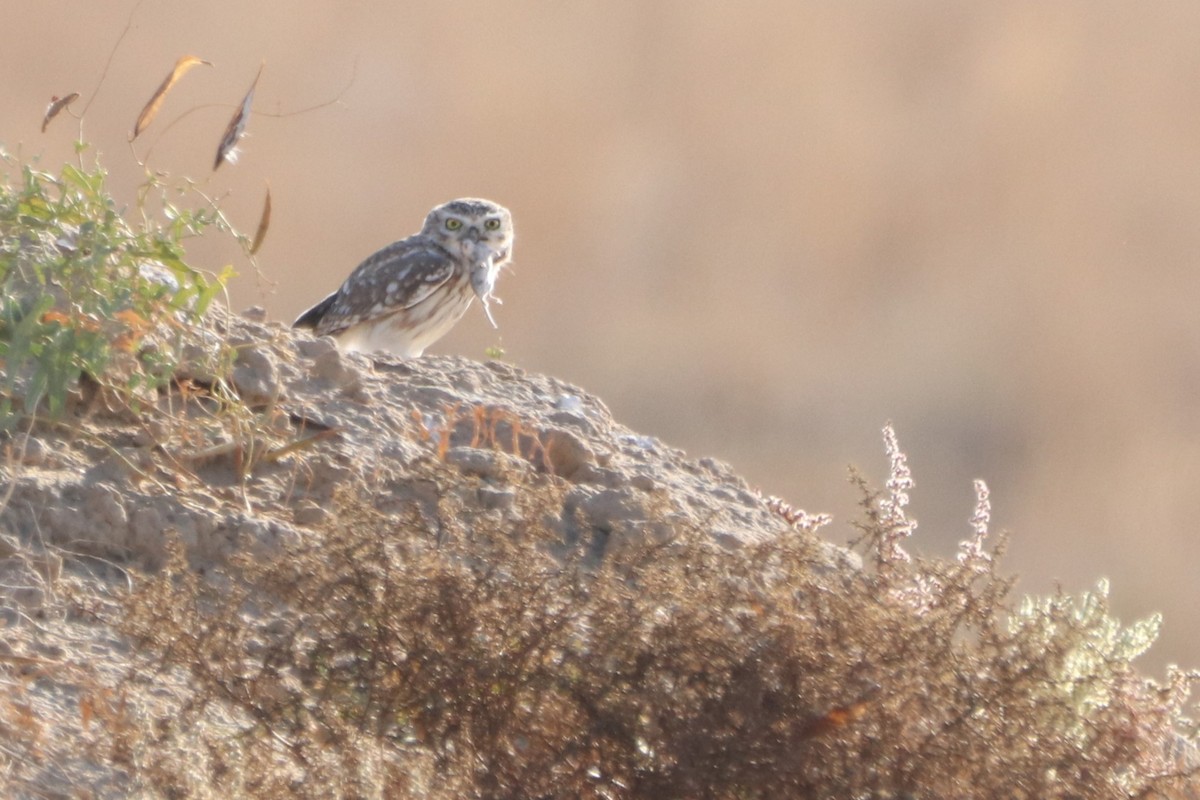 Little Owl (Hutton's) - ML642266826