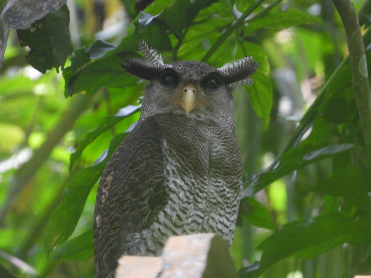 Barred Eagle-Owl - ML642266843