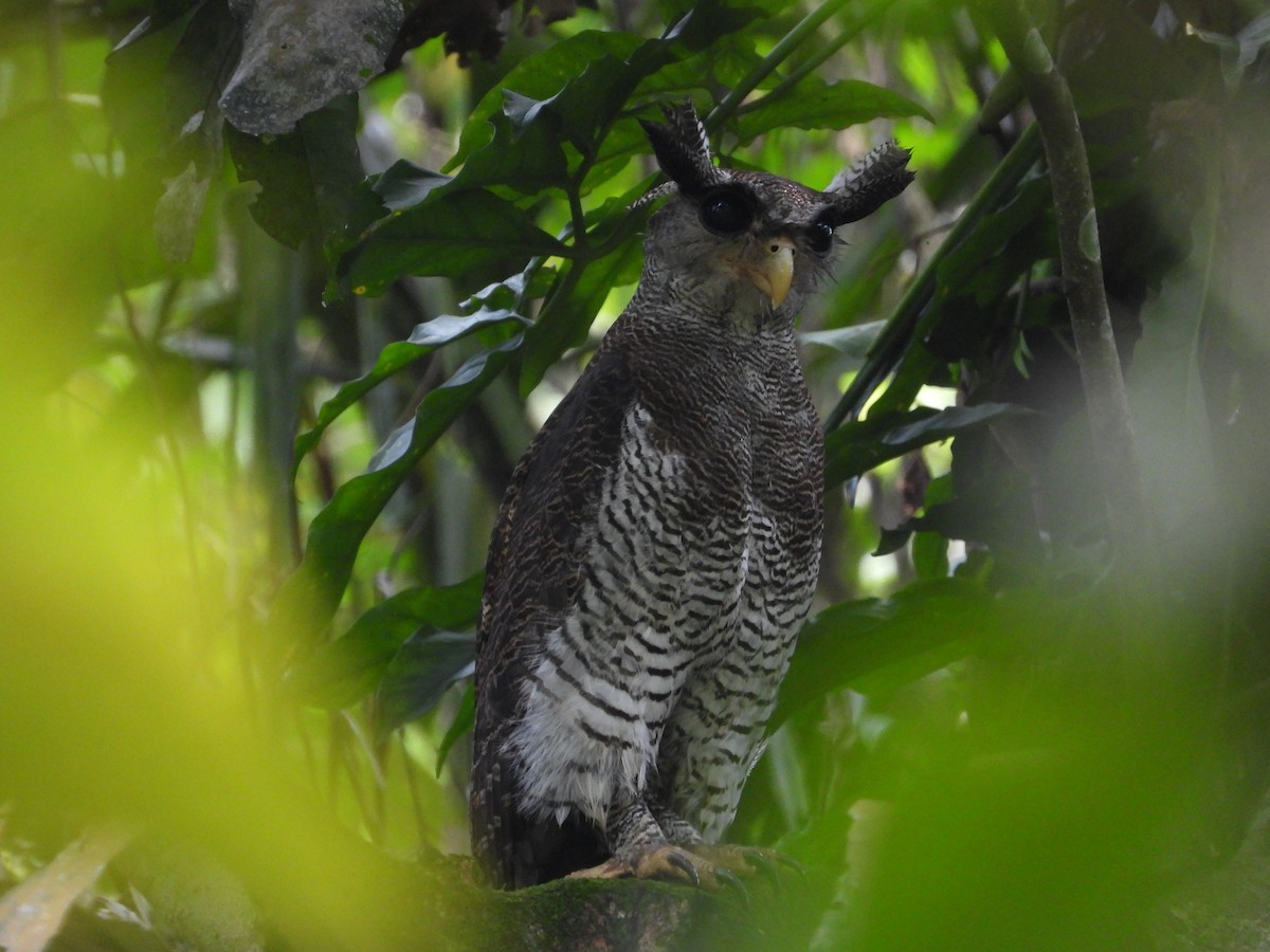 Barred Eagle-Owl - ML642266844