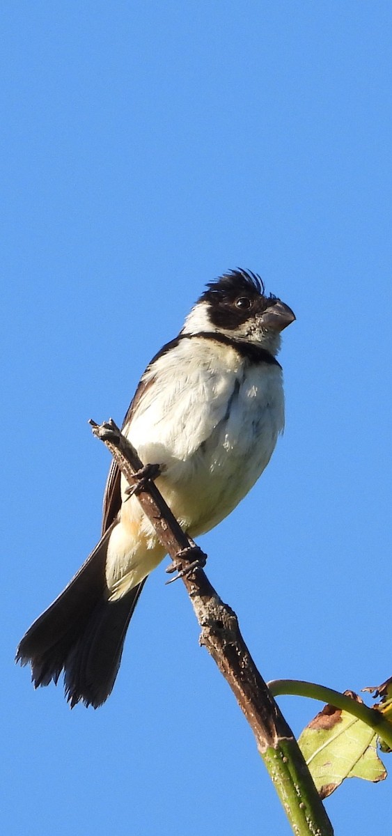 Morelet's/Cinnamon-rumped Seedeater - ML642266857