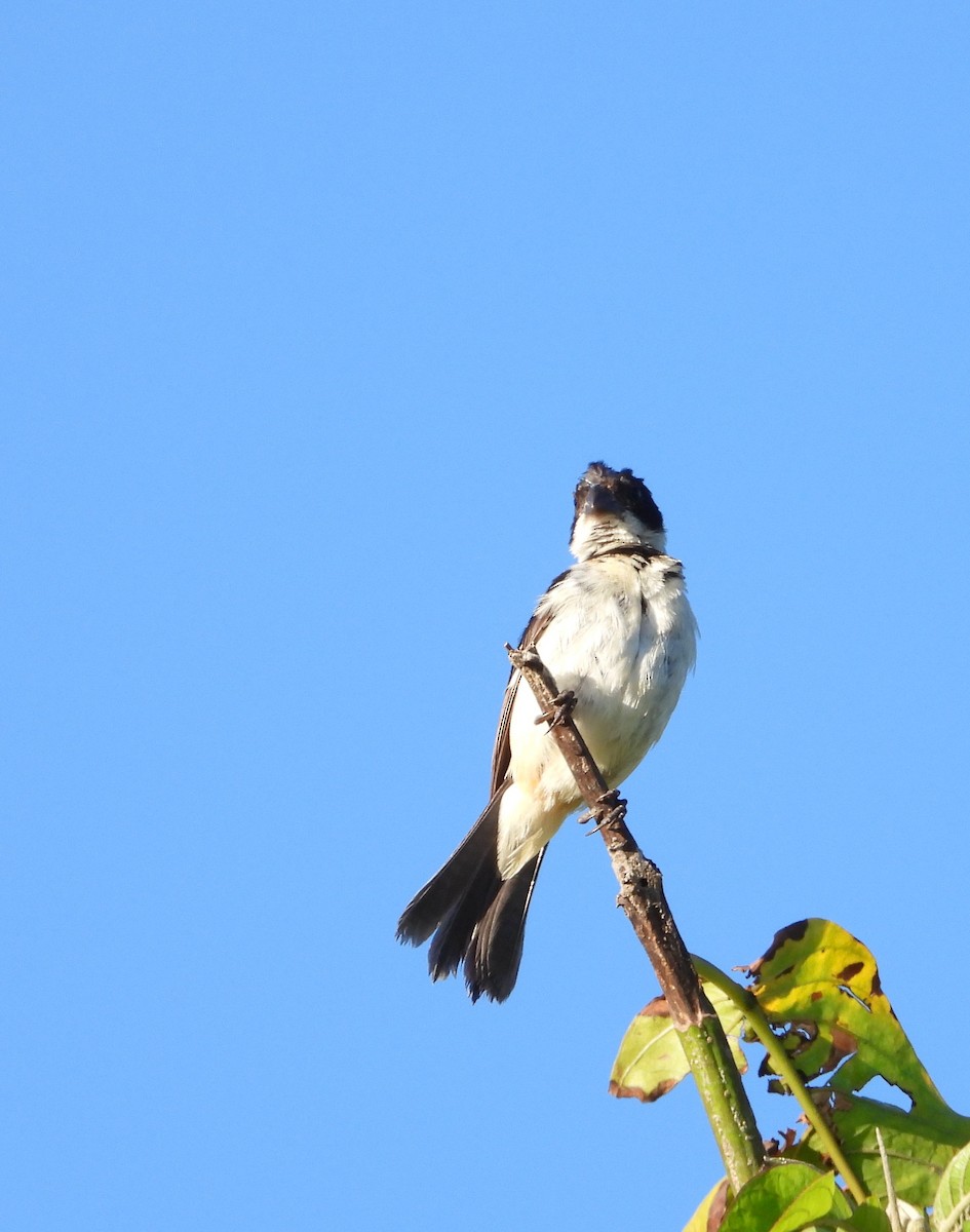 Morelet's/Cinnamon-rumped Seedeater - ML642266858