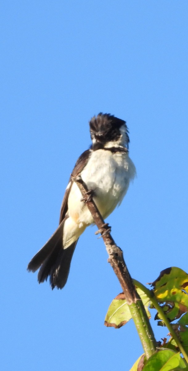 Morelet's/Cinnamon-rumped Seedeater - ML642266859