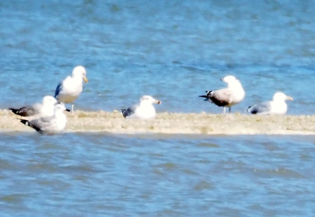 Pallas's Gull - ML642266869