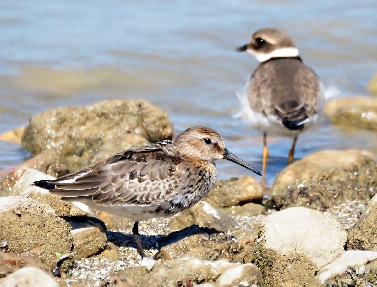 Dunlin - ML642266873