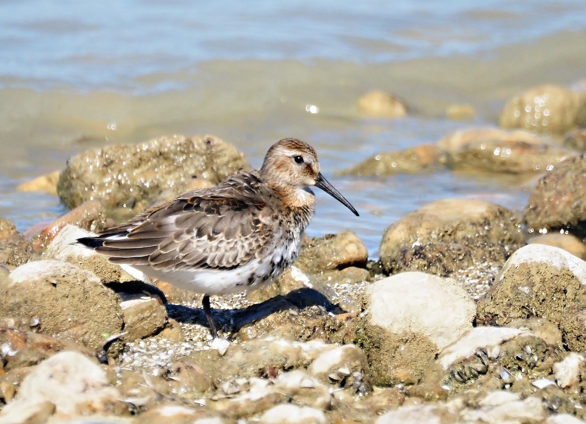 Dunlin - ML642266874