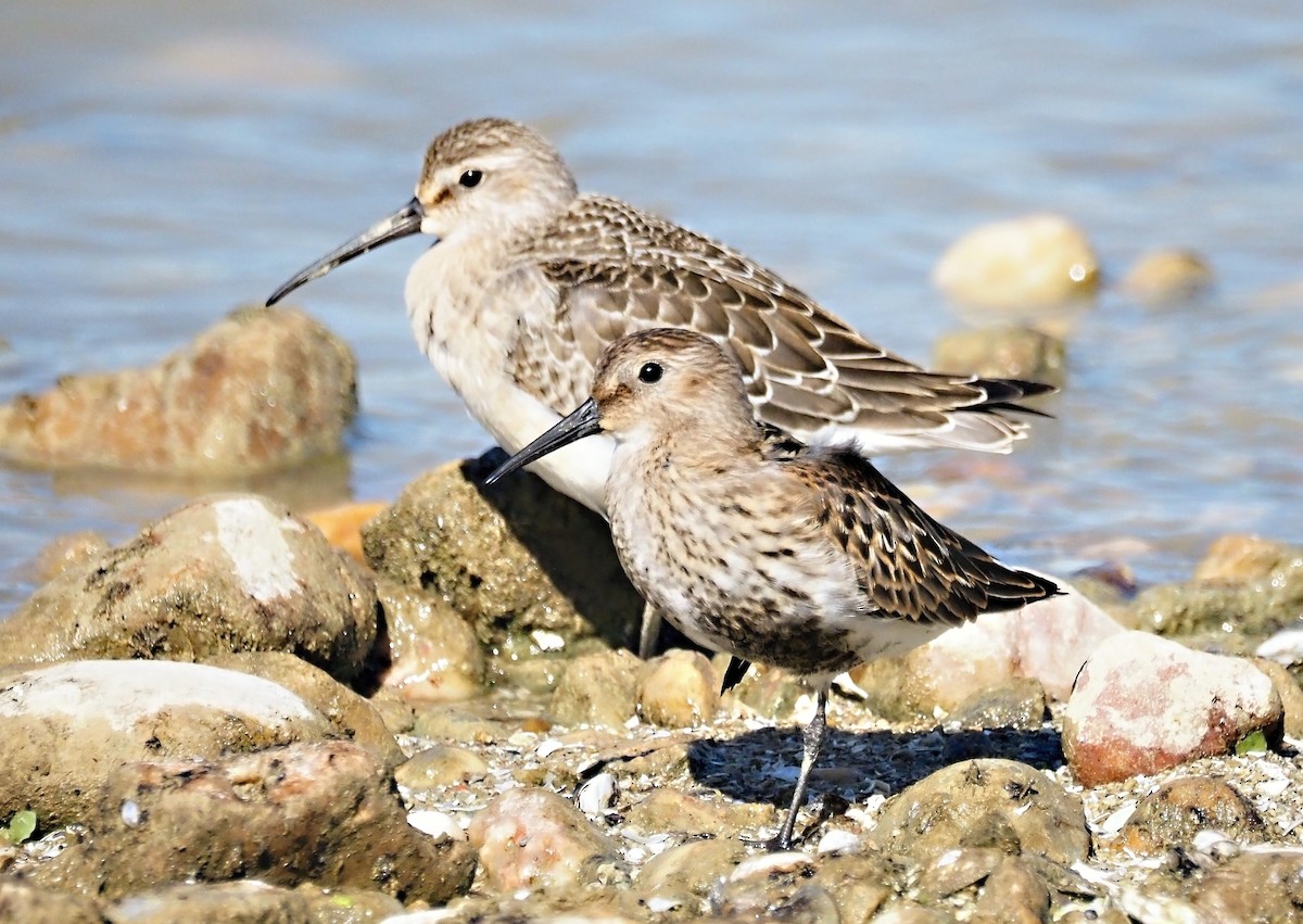 Dunlin - ML642266875