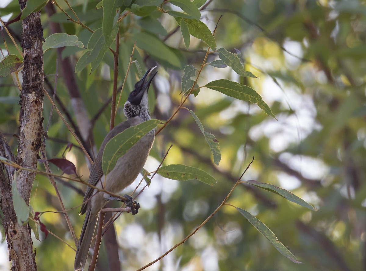 Silver-crowned Friarbird - ML642266896