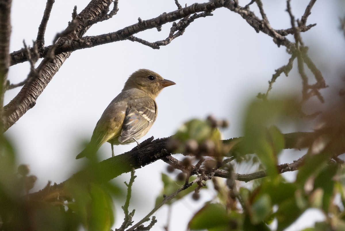 Western Tanager - ML642266917