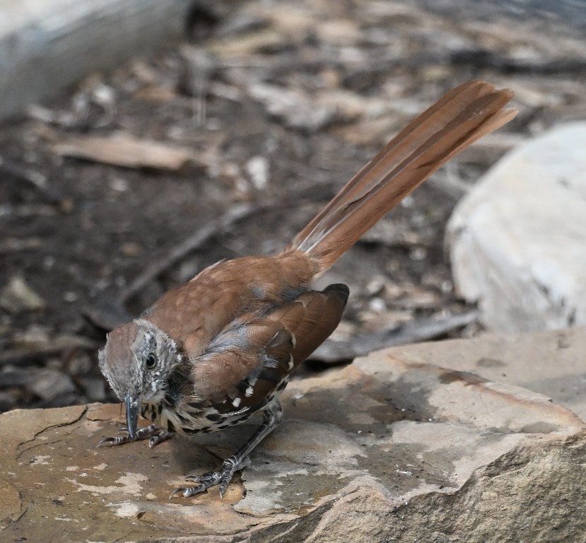 Brown Thrasher - ML642266918