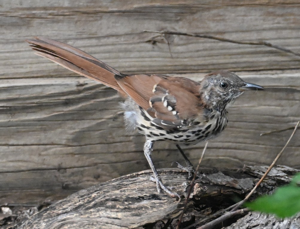 Brown Thrasher - ML642266919