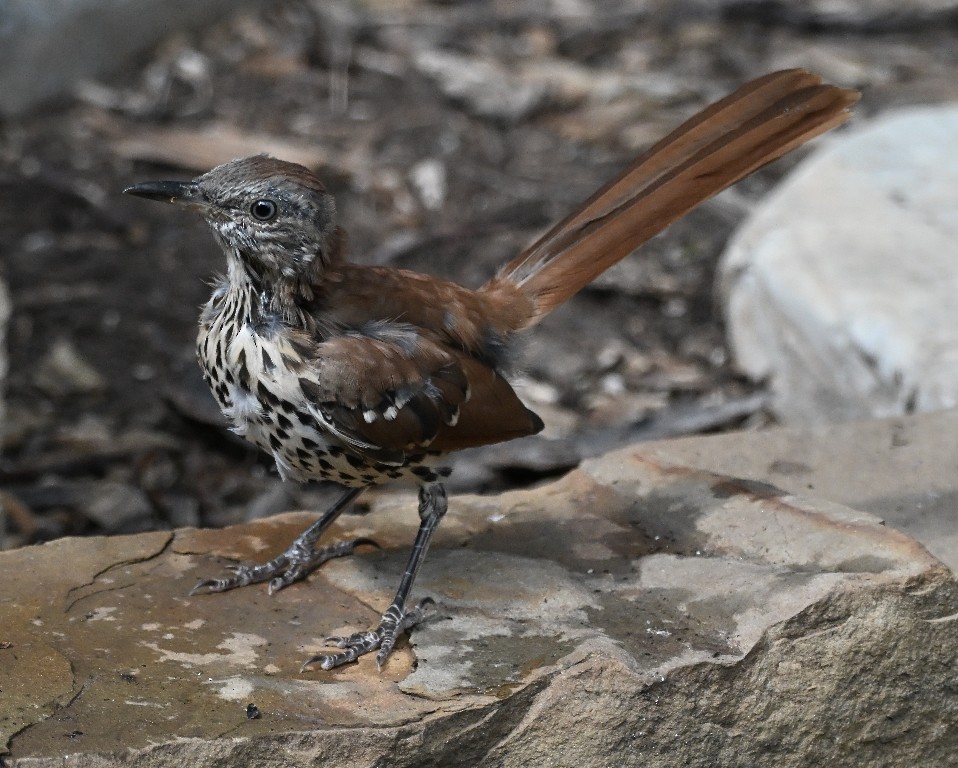 Brown Thrasher - ML642266920