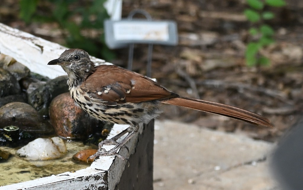 Brown Thrasher - ML642266921