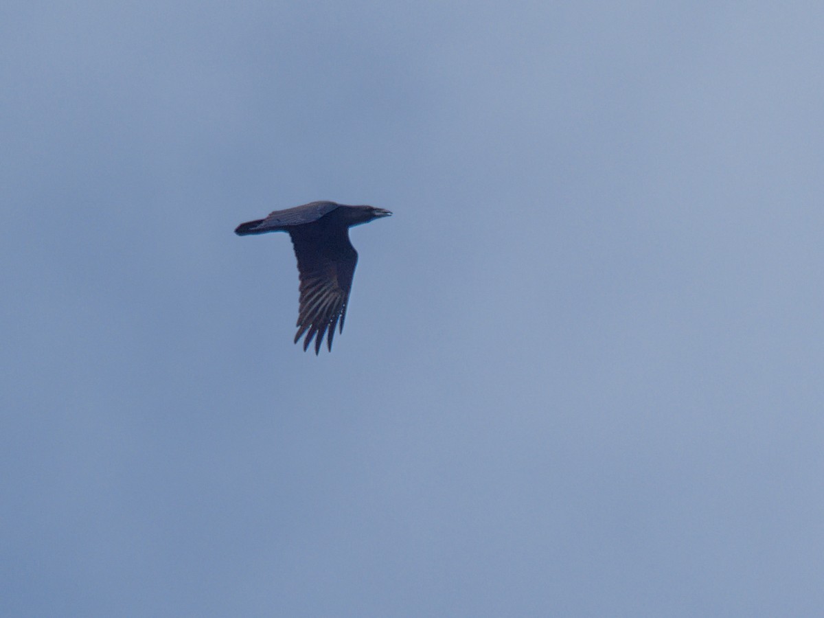 Common Raven - ML642266922