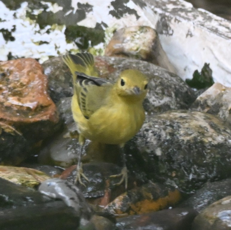Yellow Warbler - ML642266927