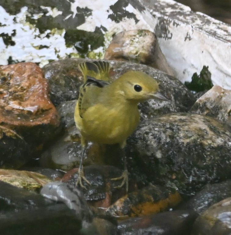 Yellow Warbler - ML642266928