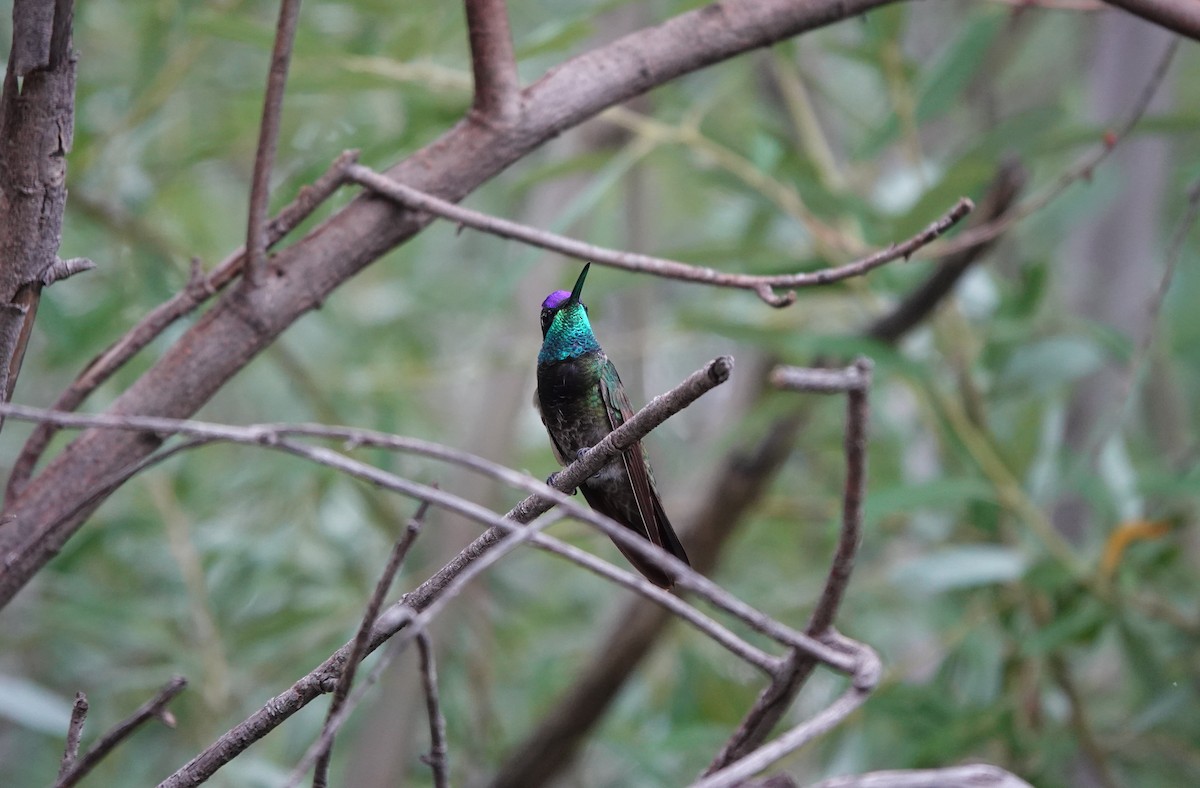 Rivoli's Hummingbird - ML642266929
