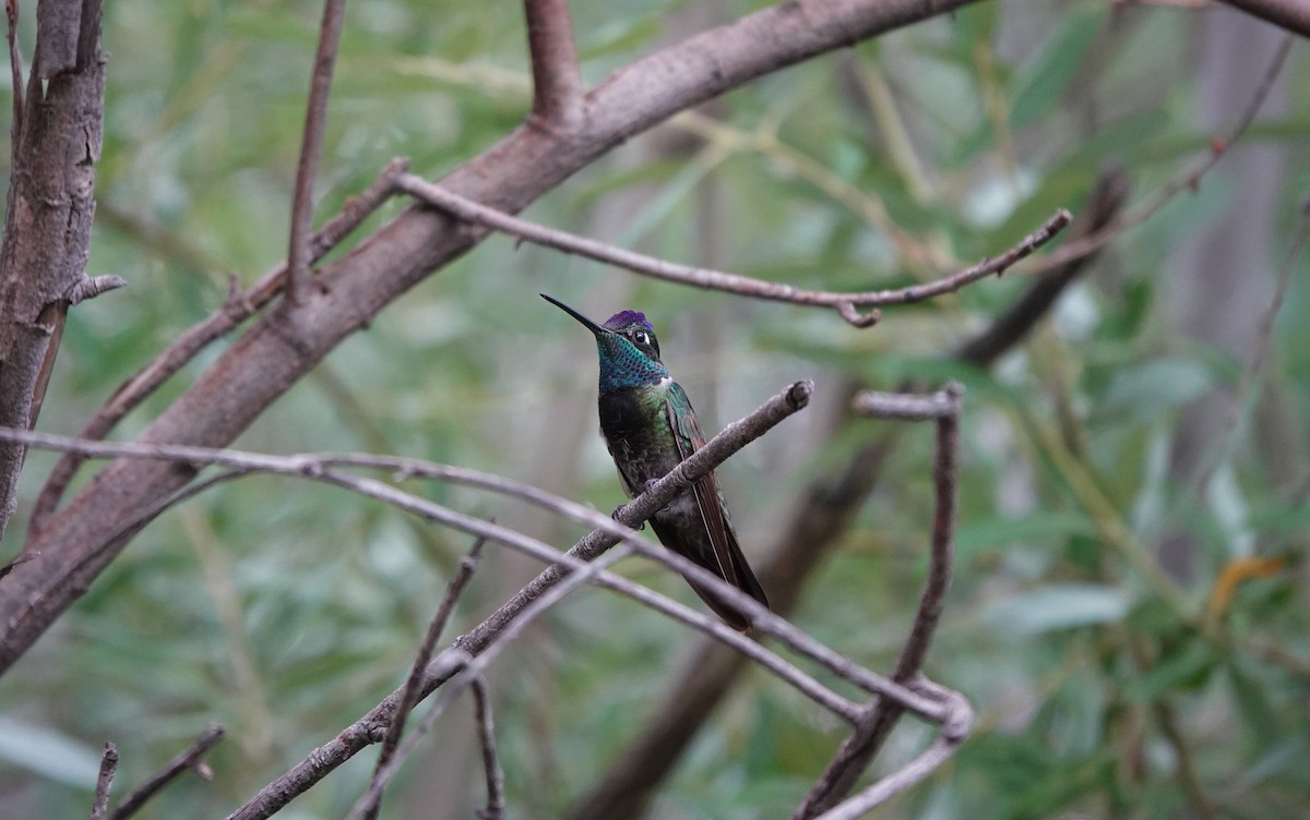 Rivoli's Hummingbird - ML642266930