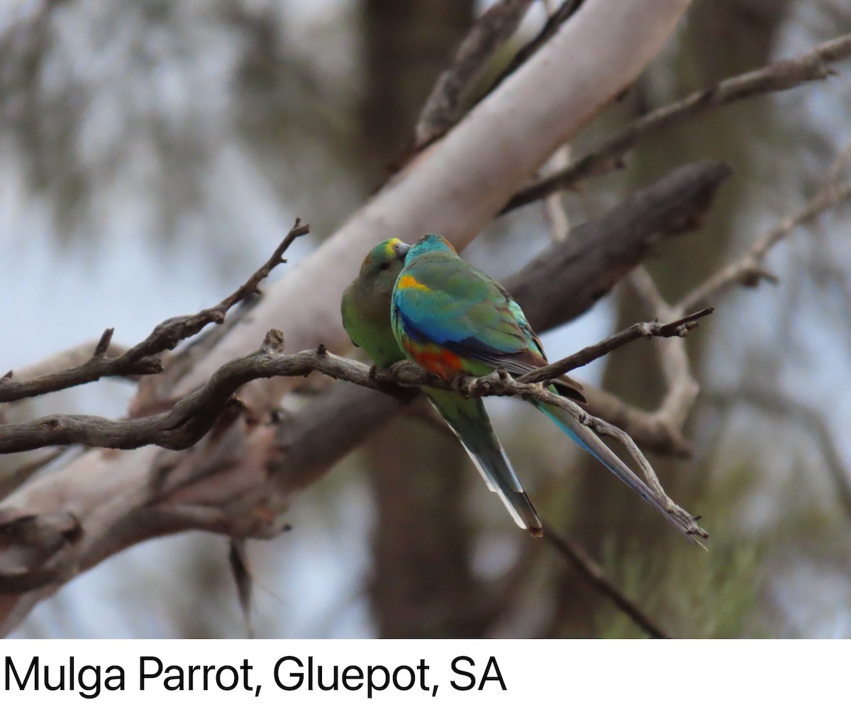 Mulga Parrot - ML642266931