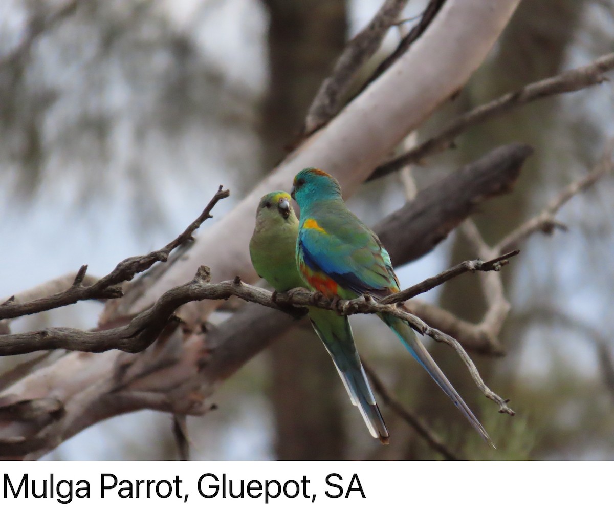 Mulga Parrot - ML642266932
