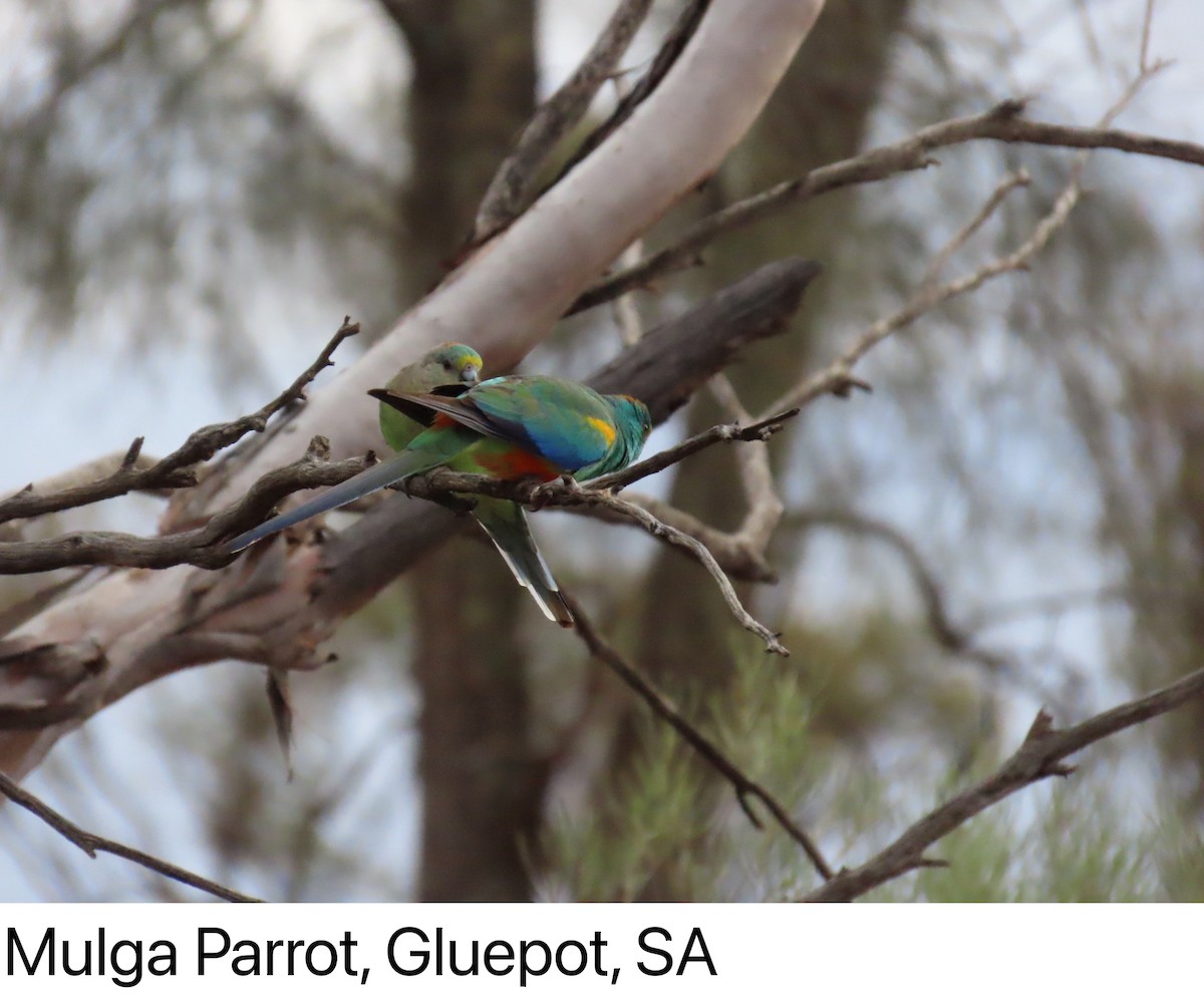 Mulga Parrot - ML642266933
