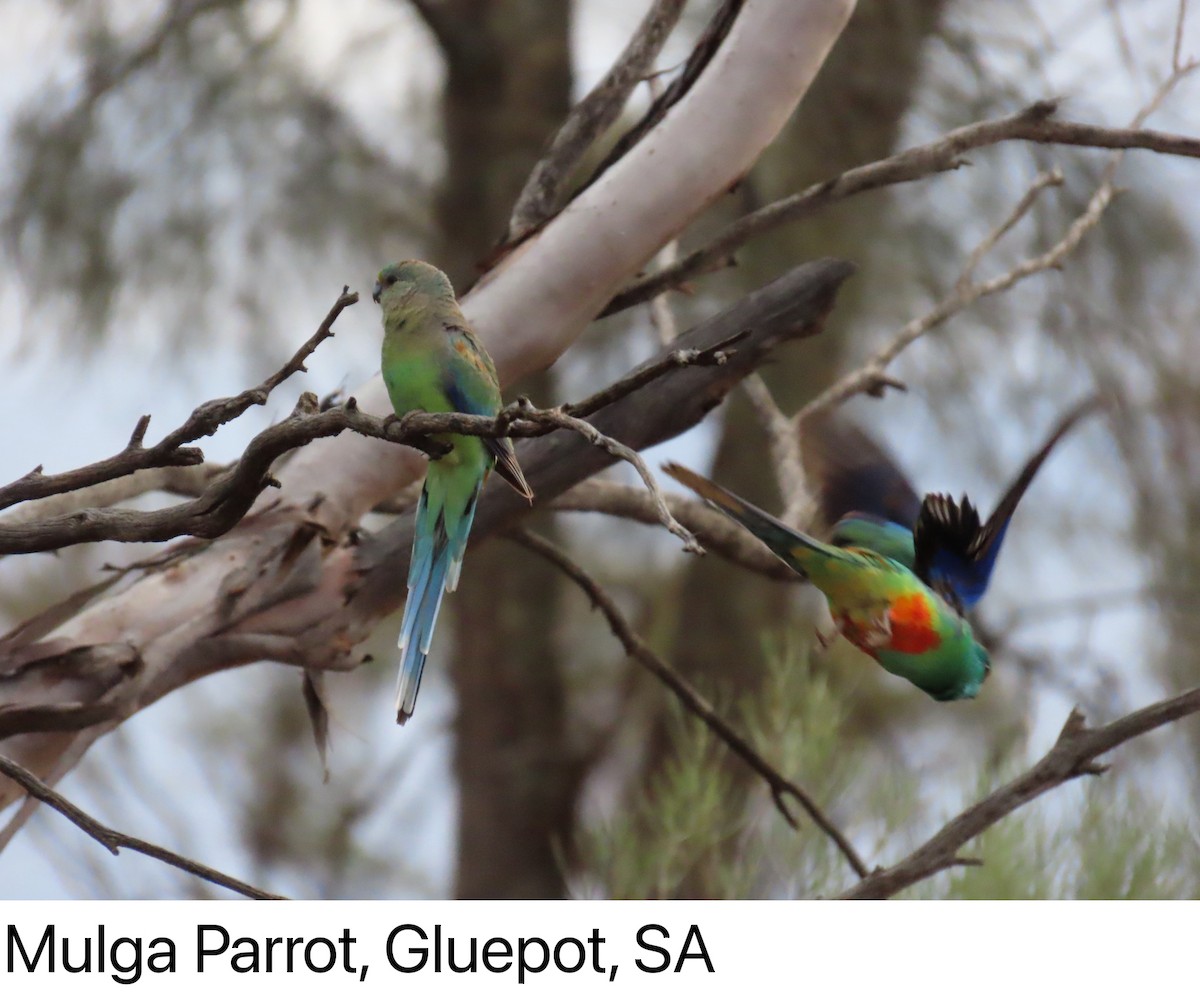Mulga Parrot - ML642266934