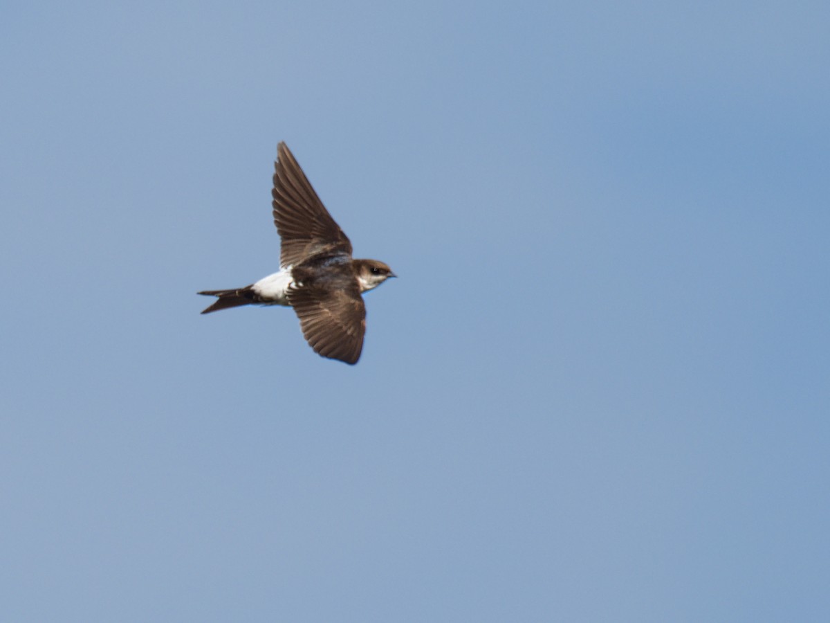 Western House-Martin - ML642266936