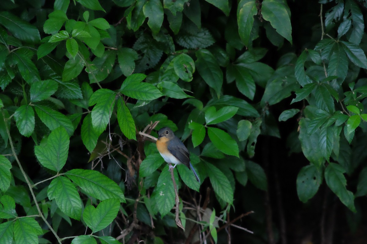 Indochinese Blue Flycatcher - ML642266937