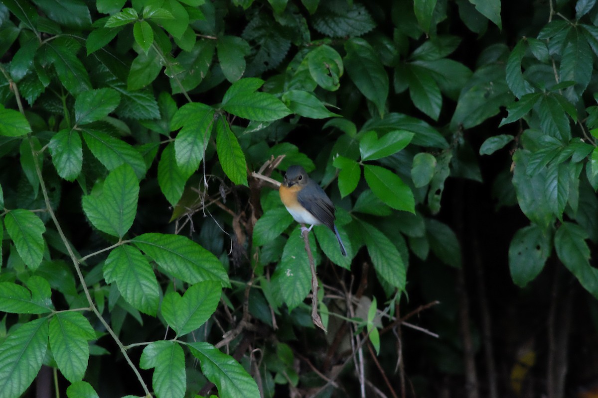 Indochinese Blue Flycatcher - ML642266938