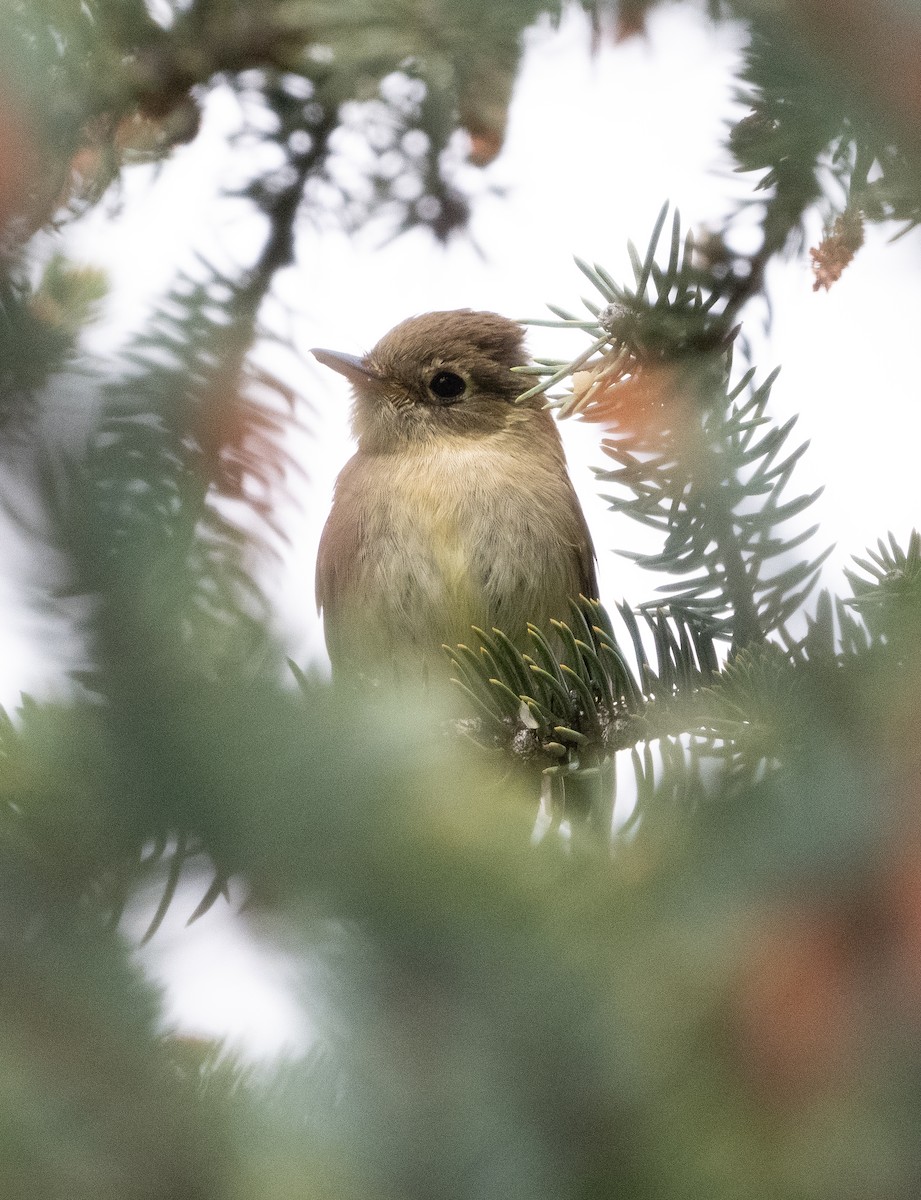 Western Flycatcher (Cordilleran) - ML642266939