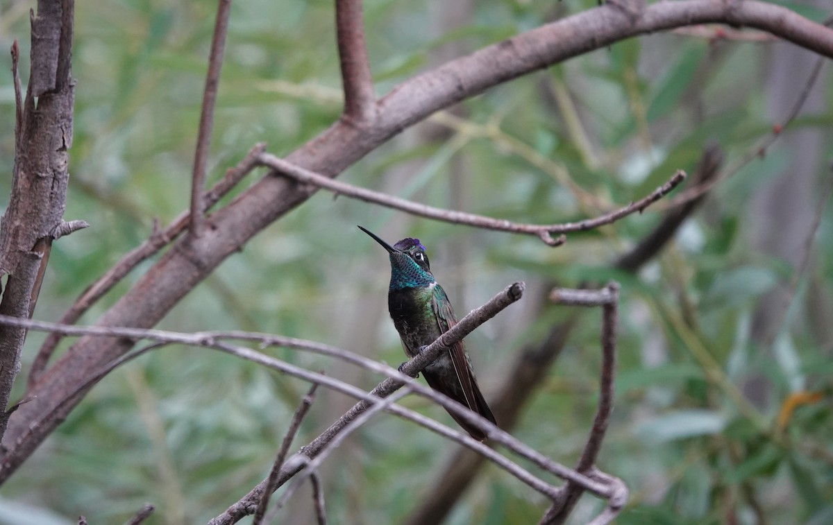 Rivoli's Hummingbird - ML642266940