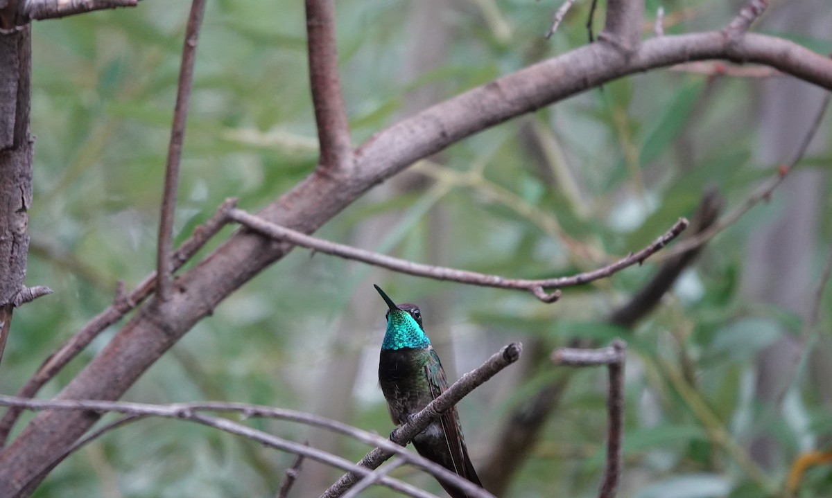 Rivoli's Hummingbird - ML642266941