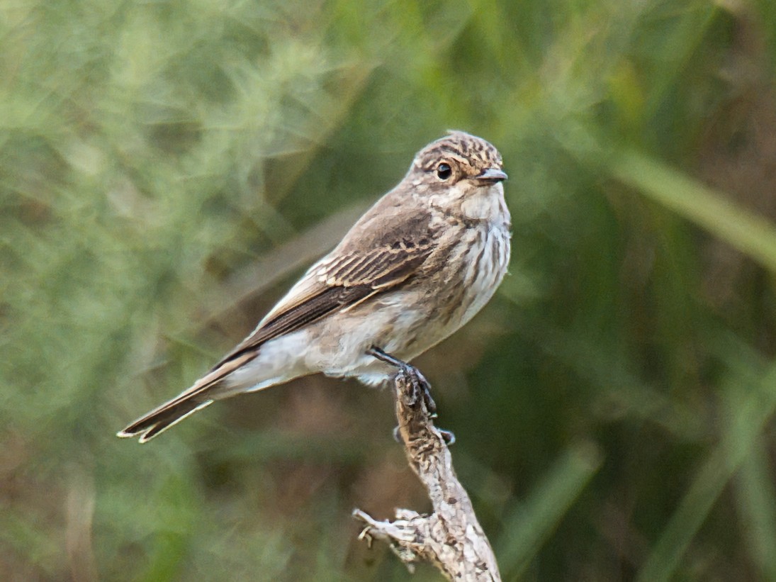 Spotted Flycatcher - ML642266943
